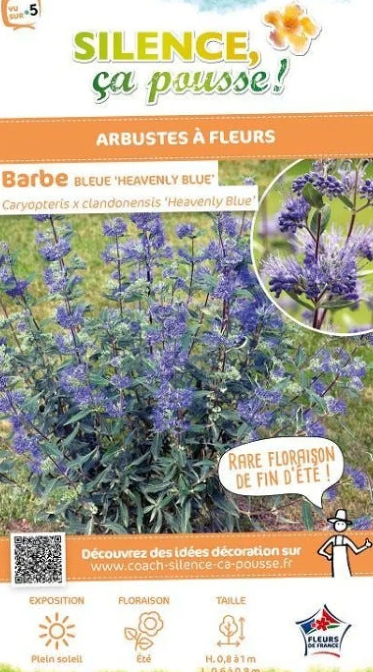 Barbe bleue "Heavenly Blue" Pot 4L SILENCE ÇA POUSSE