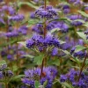 Barbe bleue "Grand Bleu" Pot 4L SILENCE ÇA POUSSE
