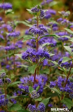 Barbe bleue "Grand Bleu" Pot 4L SILENCE ÇA POUSSE