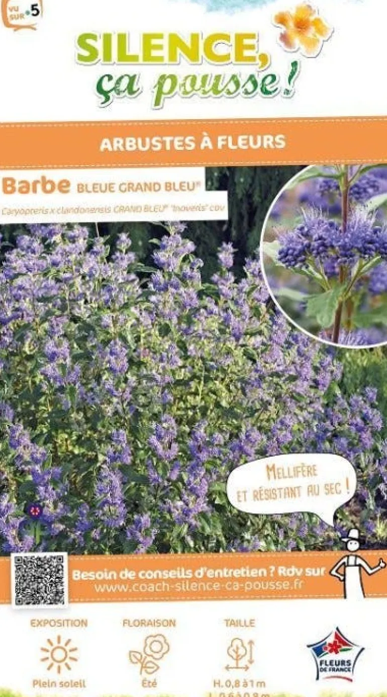 Barbe bleue "Grand Bleu" Pot 4L SILENCE ÇA POUSSE