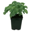 Basilic "Grand Vert" prêt à consommer Pot 1L
