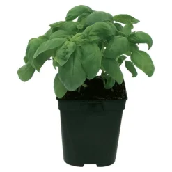 Basilic "Grand Vert" prêt à consommer Pot 1L