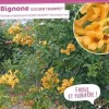 Bignone "Golden Trumpet" Pot 10L SILENCE ÇA POUSSE