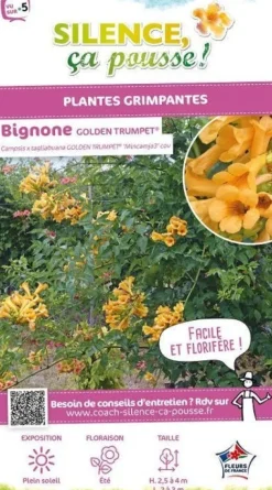 Bignone "Golden Trumpet" Pot 10L SILENCE ÇA POUSSE