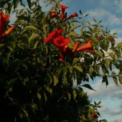 Bignone à grandes fleurs