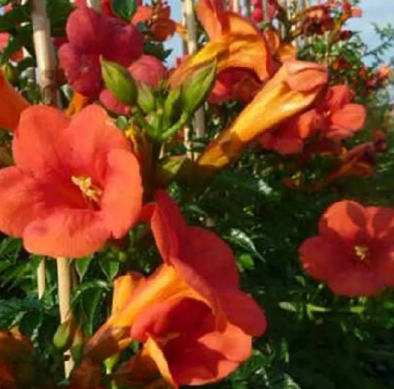 Bignone à grandes fleurs "Mme Galen" Pot 3L