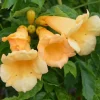 Bignone "Yellow Trumpet" Pot 3L