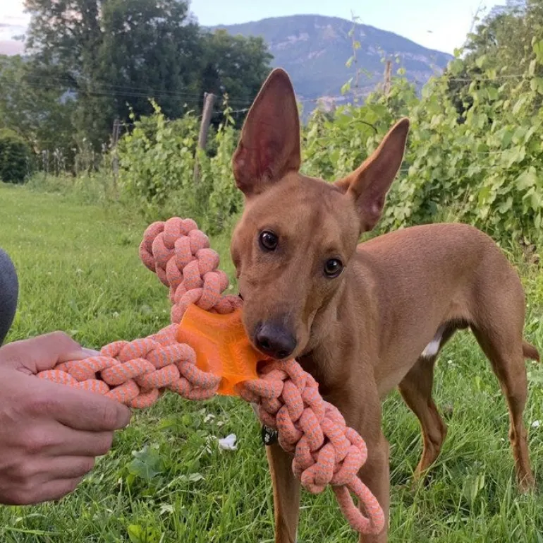 Boomerang tressé pour gros chiens 27 cm