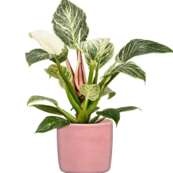 Cache-pot 900/Ø18 cm rosea DEROMA