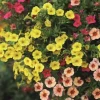 Calibrachoa Pot de 0,5L
