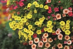 Calibrachoa Pot de 0,5L