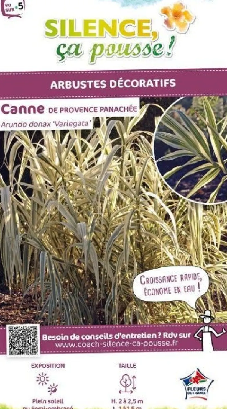 Canne de Provence panachée Pot 4.5L SILENCE ÇA POUSSE