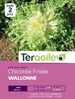 Chicorée Frisée Wallonne 3g TERAGILE