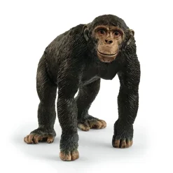 Chimpanzé
