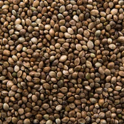 Chènevis pour alimentation animale - Sac de 500 g