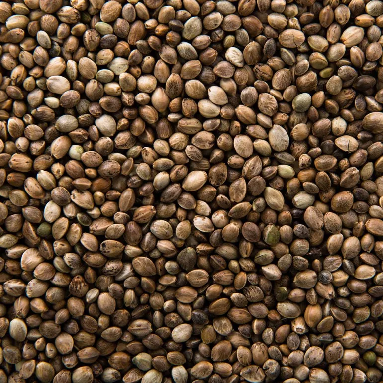 Chènevis pour alimentation animale - Sac de 500 g