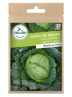 Chou De Milan Winterköning 2 (Roi de L'Hiver) 3g CAILLARD