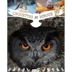Chouette et hiboux