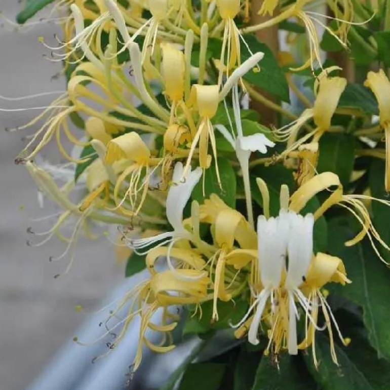 Chèvrefeuille "Delavayi" Pot 3L