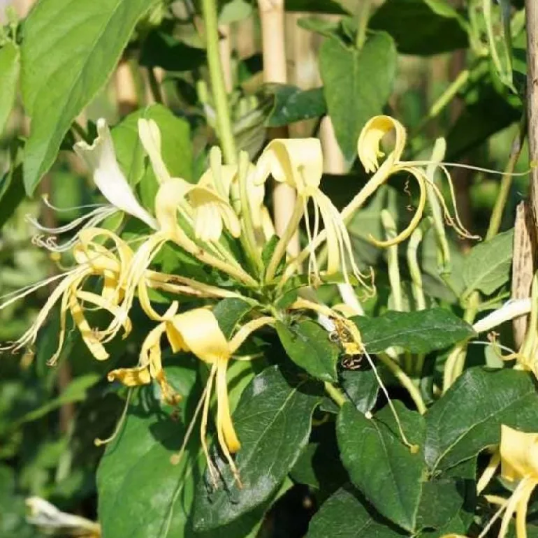 Chèvrefeuille "Delavayi" Pot 3L