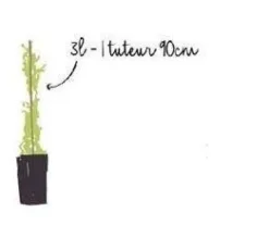 Chèvrefeuille "Hall's Prolific" Pot 3L
