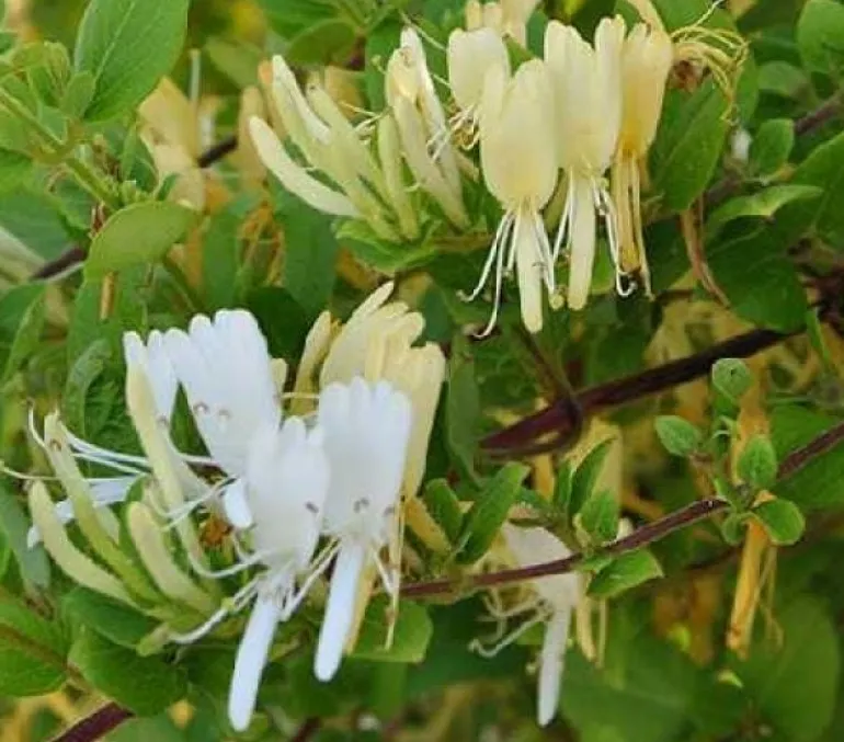 Chèvrefeuille "Hall's Prolific" Pot 3L
