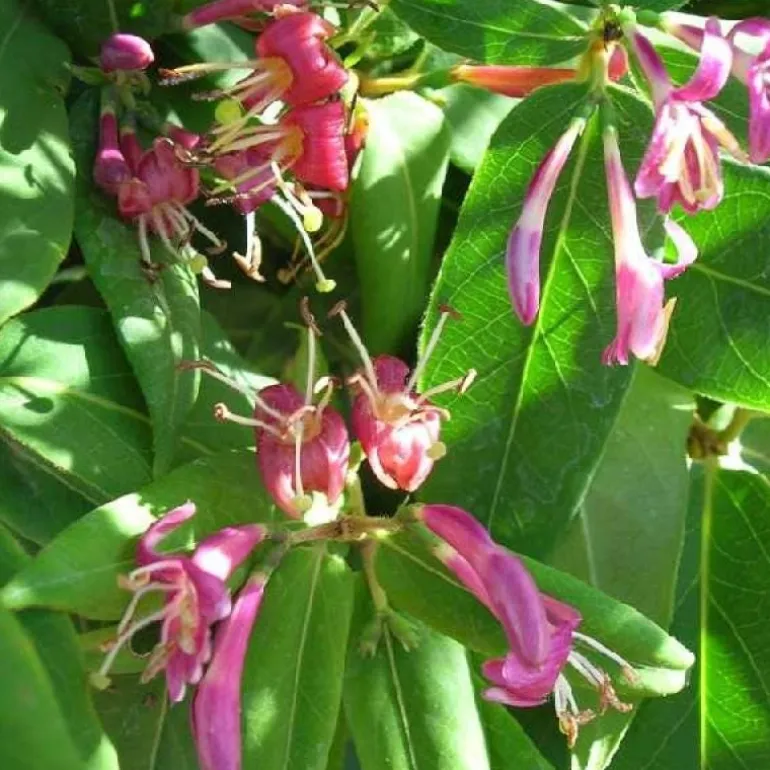 Chèvrefeuille "Henryi" Pot 3L