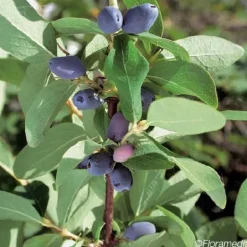 Chèvrefeuille "Kachmatica" Pot 3L