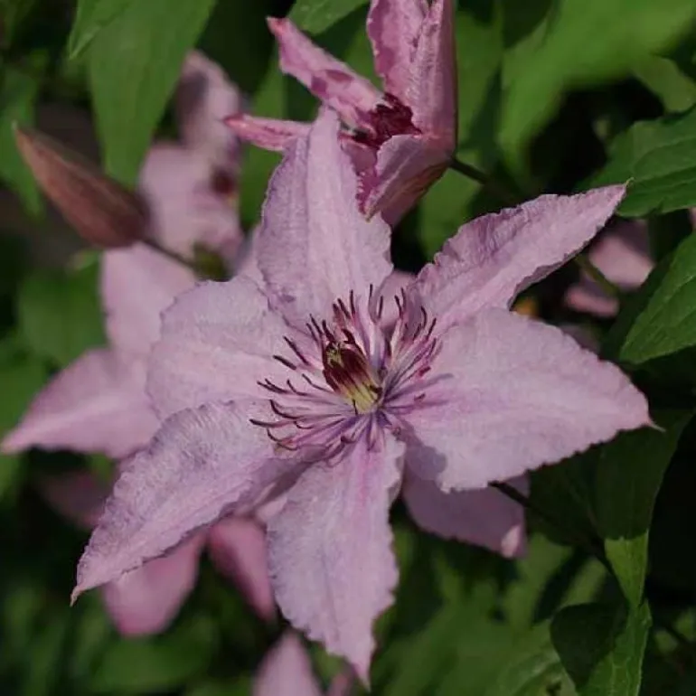 Clématite d'été "Hagley Hybrid" Pot 3L