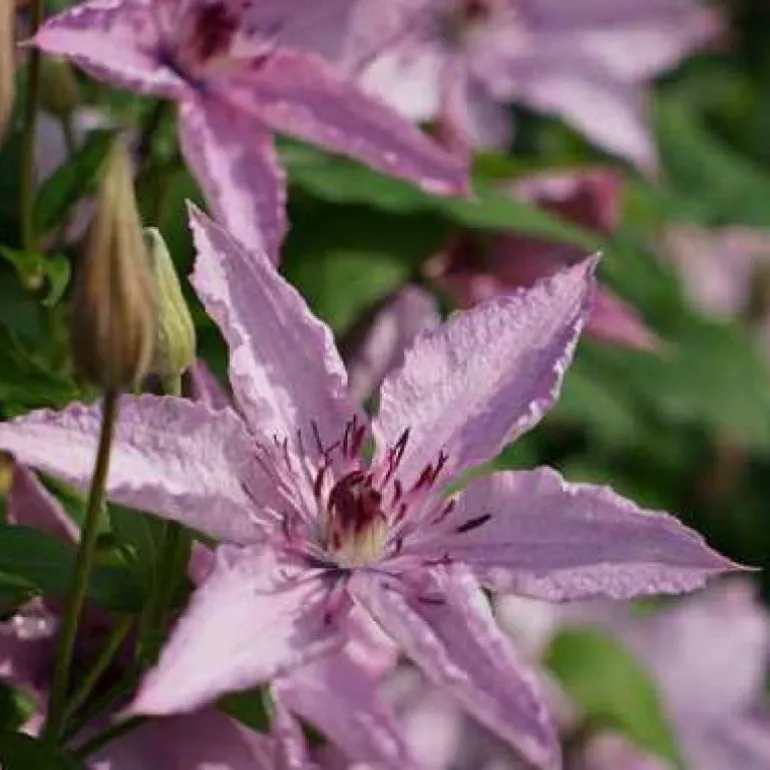 Clématite d'été "Hagley Hybrid" Pot 3L