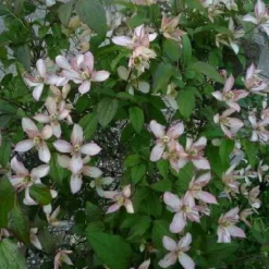 Clématite de printemps "Montana Marjorie" Pot 3L