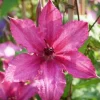 Clématite d'été "Barbara" Pot 3L