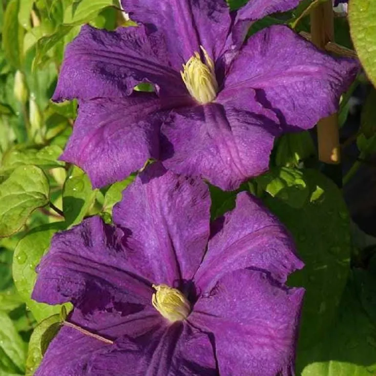 Clématite d'été "Luther Burbank" Pot 3L