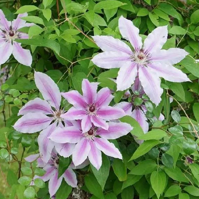 Clématite d'été "Nelly Moser" Pot 3L