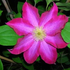 Clématite d'été "Pink Champagne" Pot 3L
