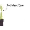 Clématite d'été "Vitalba" Pot 3L