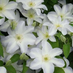 Clématite d'été "Yukikomachi" Pot 3L