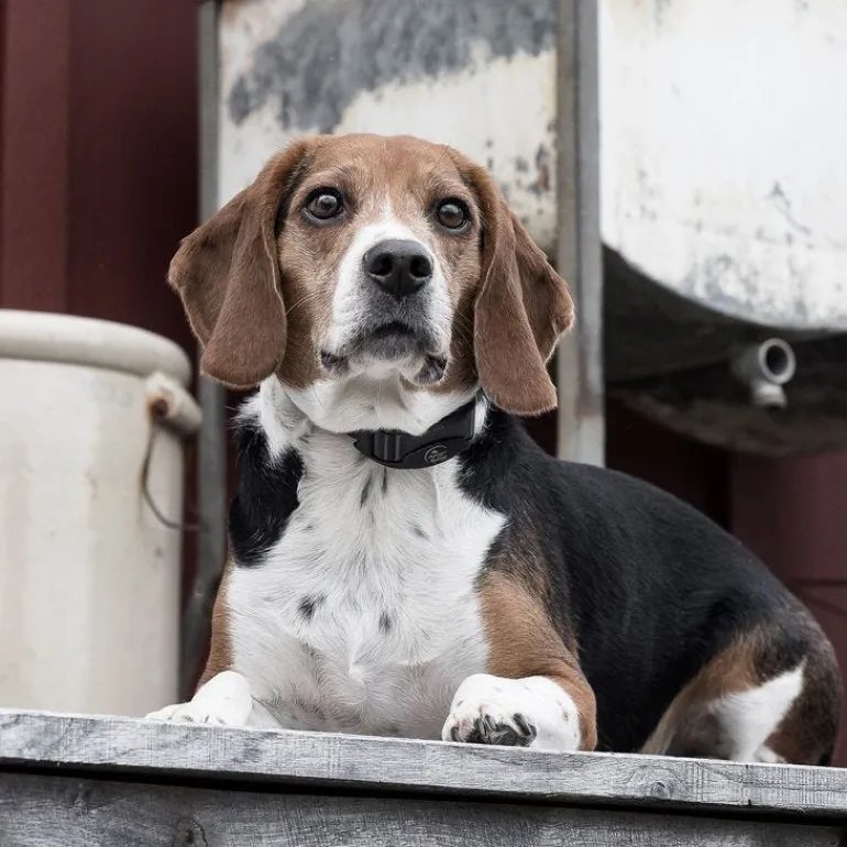 Collier anti-aboiement électrostatique rechargeable PETSAFE