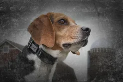 Collier anti-aboiement électrostatique rechargeable PETSAFE