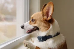 Collier anti-aboiement à spray rechargeable PETSAFE