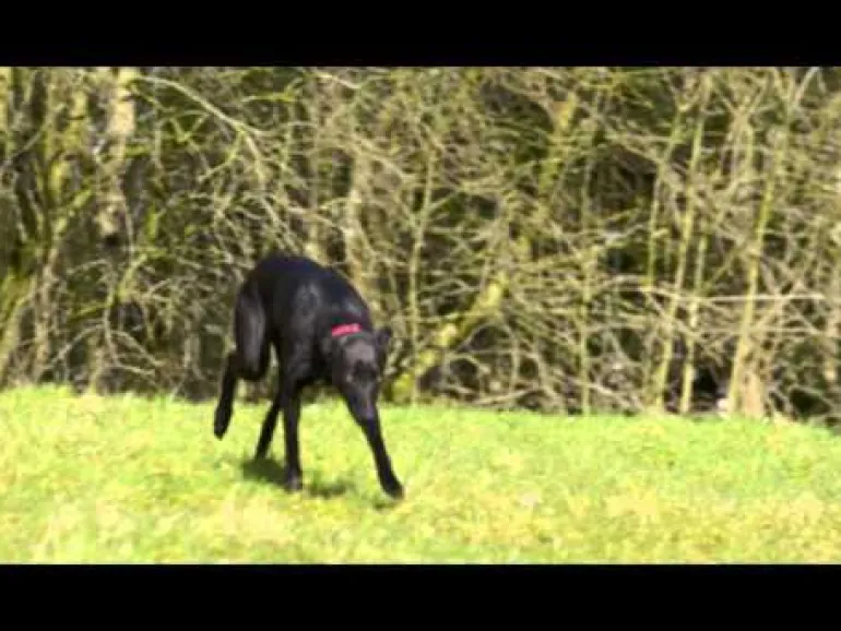 Collier supplémentaire "chien têtu" clôture Stay and play