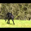 Collier supplémentaire Nano à pile pour petits chiens