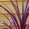 Cordyline Salsa Pot 4.5L