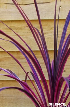 Cordyline Salsa Pot 4.5L