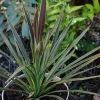 Cordyline Choco Mint Pot 4.5L