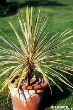 Cordyline d'Australie "Torbay Dazzler" Pot 4.5L