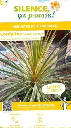 Cordyline d'Australie "Torbay Dazzler" Pot 4.5L