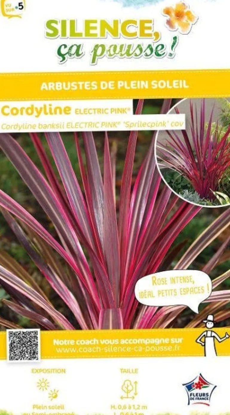 Cordyline de Banks "Electric Pink"Pot 4.5L SILENCE ÇA POUSSE