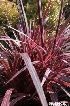 Cordyline de Banks "Electric Pink"Pot 4.5L SILENCE ÇA POUSSE