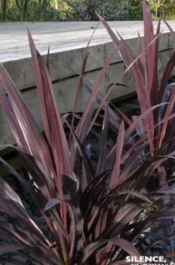 Cordyline de Banks RENEGADE Pot 7L
